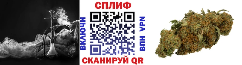 Конопля гибрид Старая Русса